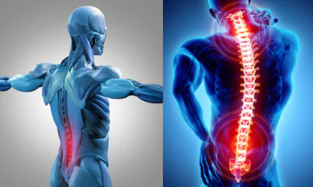 脊椎と筋肉