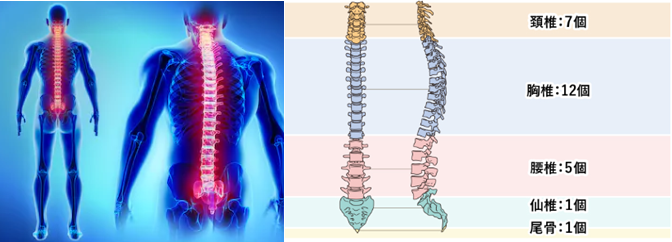 脊椎構造